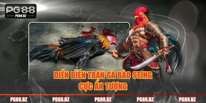 Diễn biến trận gà Bảo Sting cực ấn tượng